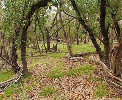Land Art in Austin,
With Purposes,
Prevents Erosion,
Opens Space & Light,
Keeps the Shade & More...